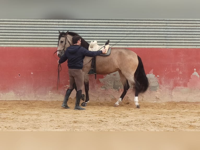 Lusitanos Mestizo Caballo castrado 7 años 163 cm Bayo in Molina de Segura