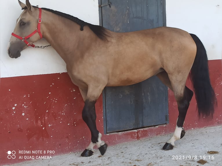 Lusitanos Mestizo Caballo castrado 7 años 163 cm Bayo in Molina de Segura