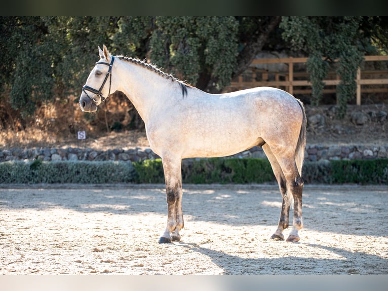 Lusitanos Caballo castrado 7 años 163 cm Tordo in Montecorto