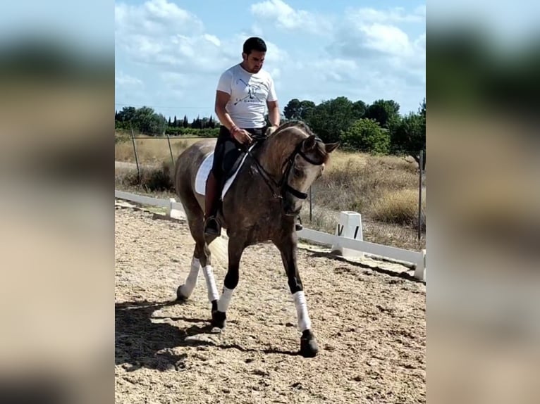 Lusitanos Caballo castrado 7 años 163 cm Tordo rodado in Betera