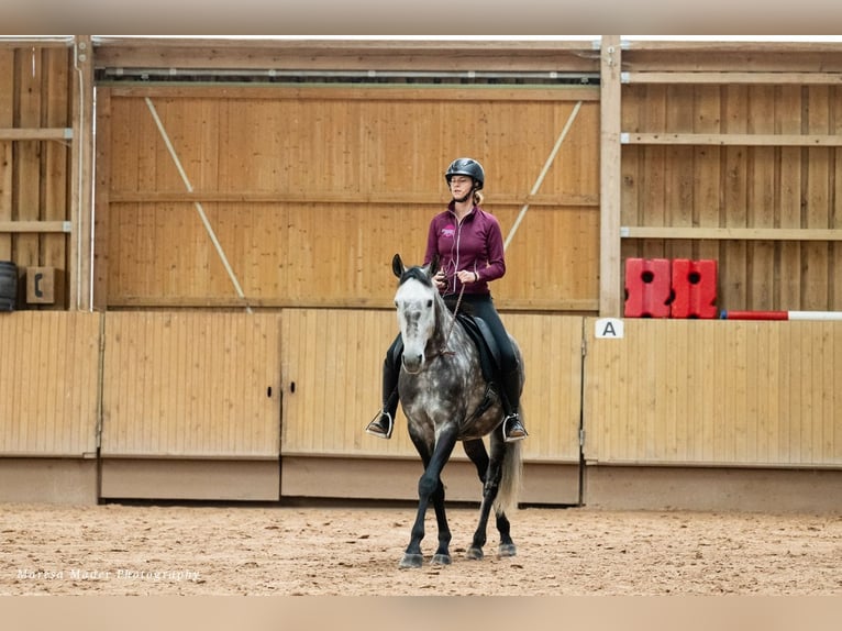 Lusitanos Caballo castrado 7 años 163 cm Tordo rodado in Dischingen