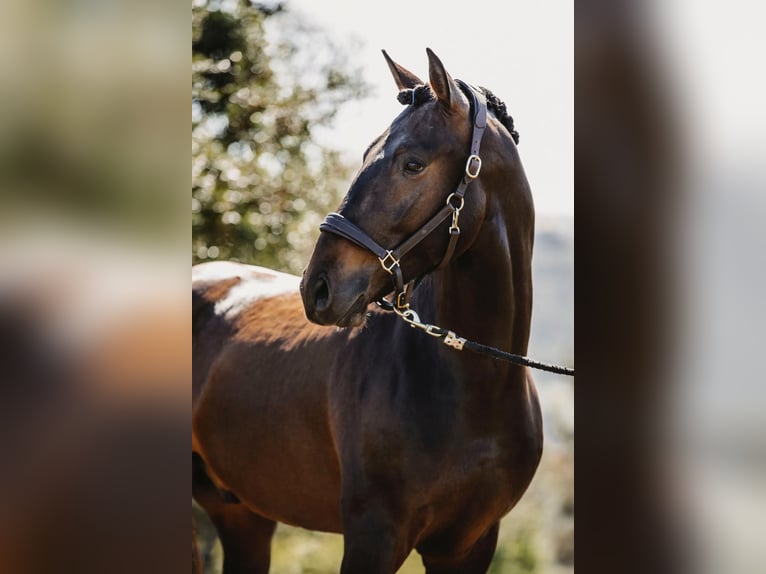 Lusitanos Caballo castrado 7 años 164 cm Castaño oscuro in Neu-Anspach