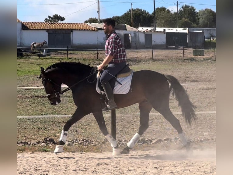 Lusitanos Caballo castrado 7 años 164 cm Castaño oscuro in Neu-Anspach