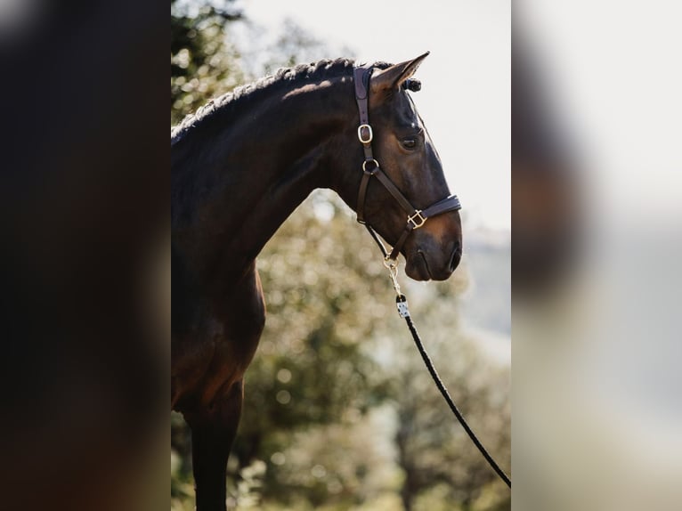 Lusitanos Caballo castrado 7 años 164 cm Castaño oscuro in Neu-Anspach