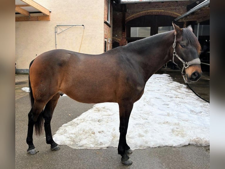 Lusitanos Caballo castrado 7 años 164 cm Castaño oscuro in Vellmar