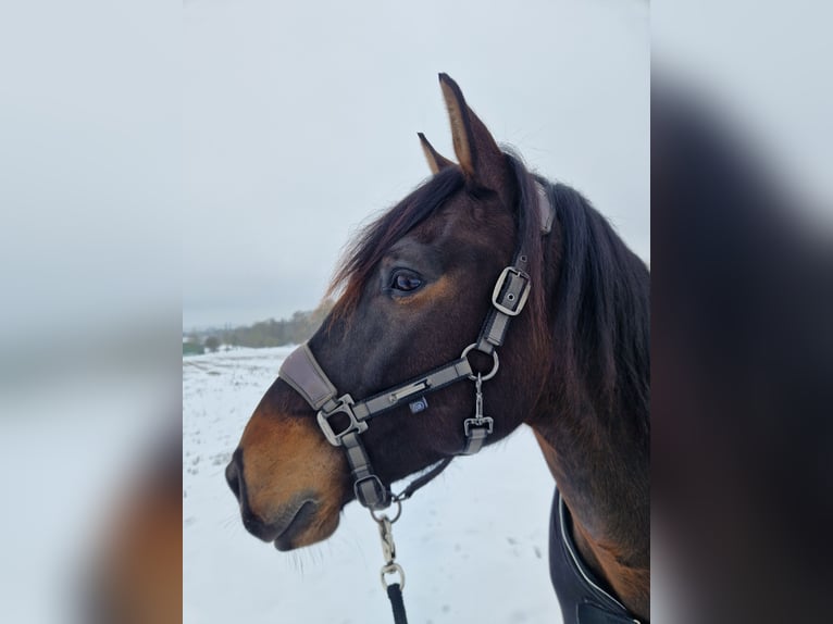 Lusitanos Caballo castrado 7 años 164 cm Castaño oscuro in Vellmar