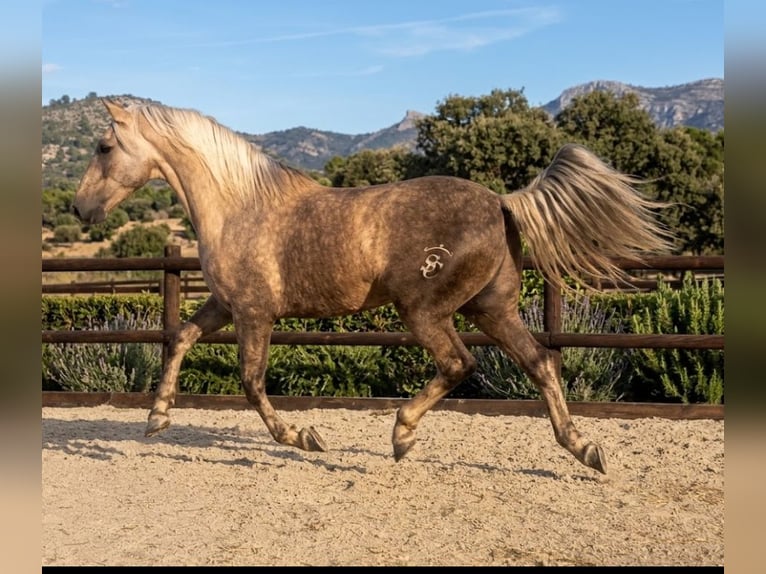 Lusitanos Mestizo Caballo castrado 7 años 164 cm Perla in Chelva