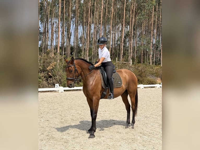 Lusitanos Caballo castrado 7 años 165 cm Castaño in Vale de Janelas