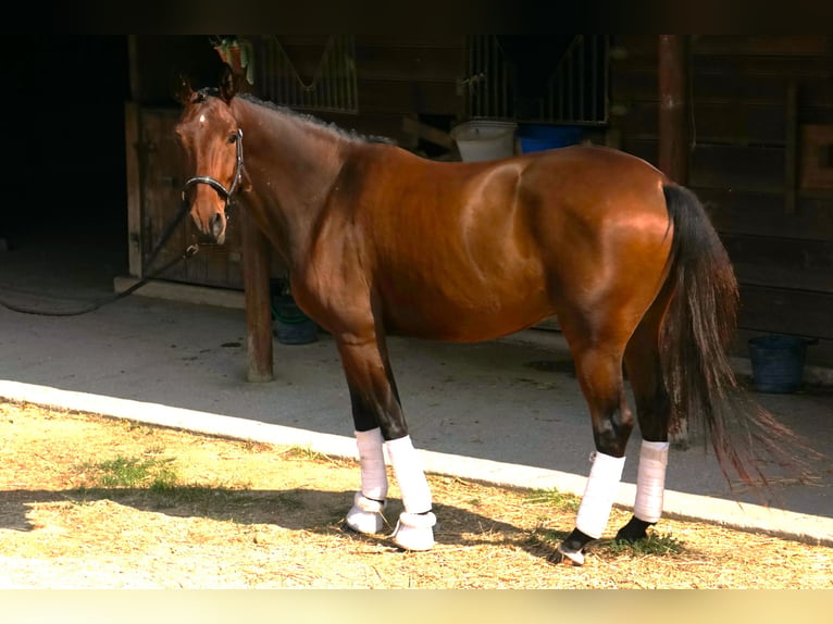 Lusitanos Caballo castrado 7 años 165 cm Castaño in Vale de Janelas