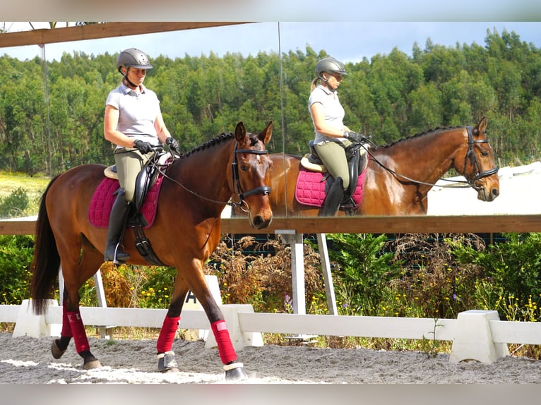 Lusitanos Caballo castrado 7 años 165 cm Castaño in Vale de Janelas