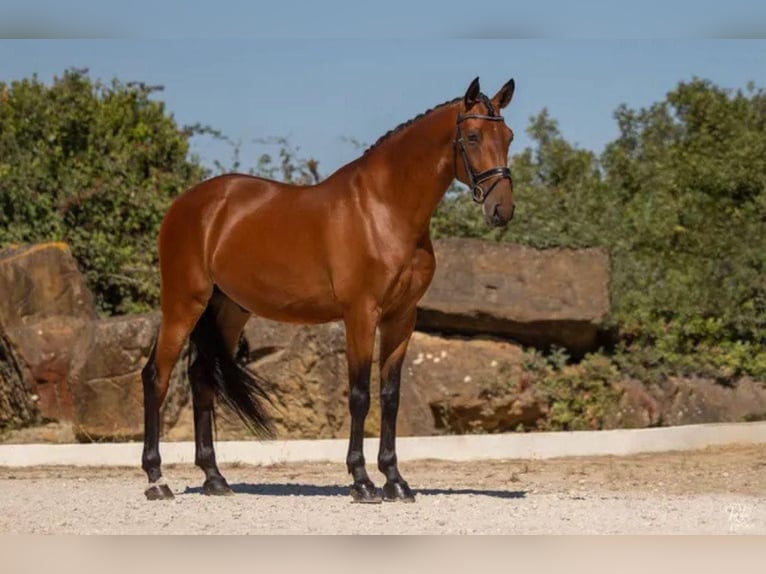 Lusitanos Caballo castrado 7 años 165 cm Castaño in Lisabon