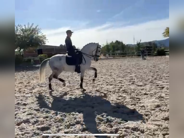 Lusitanos Caballo castrado 7 años 165 cm Tordo in Santa Perpetua de Mogoda
