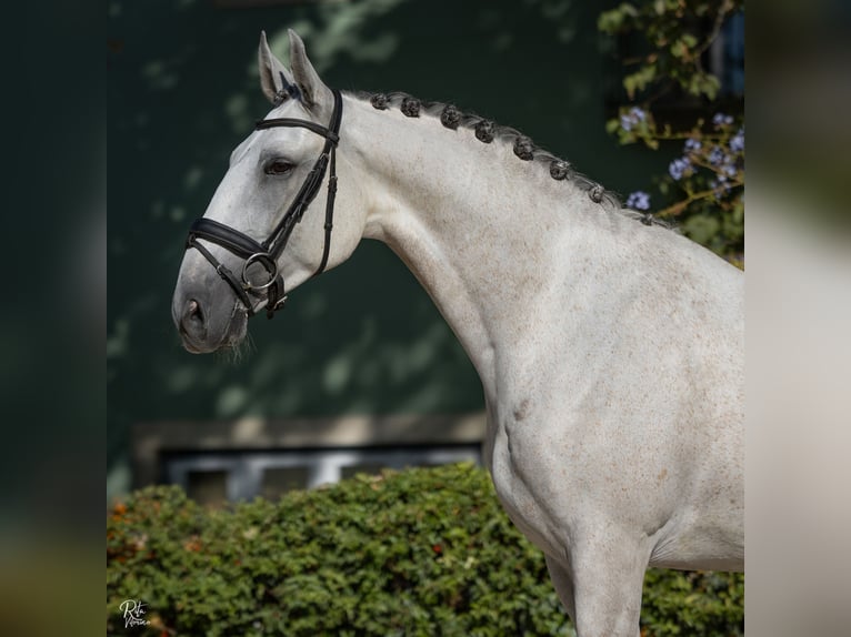 Lusitanos Caballo castrado 7 años 165 cm Tordo in Aveiras de Baixo