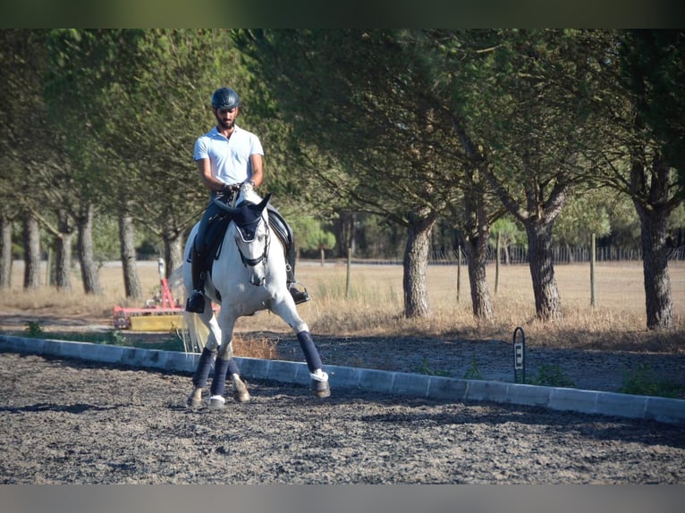 Lusitanos Caballo castrado 7 años 165 cm Tordo in Agua Derramada