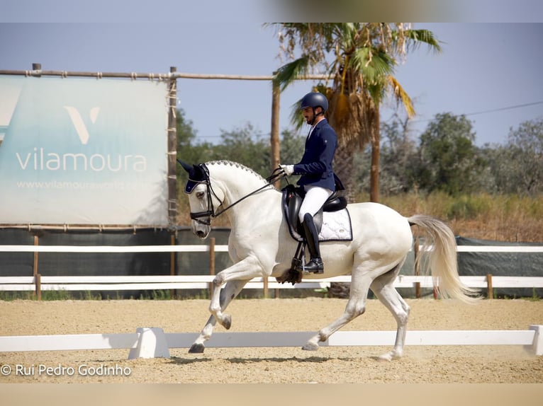 Lusitanos Caballo castrado 7 años 165 cm Tordo in Agua Derramada