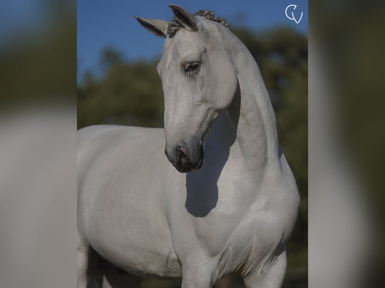 Lusitanos Caballo castrado 7 años 165 cm Tordo in Agua Derramada