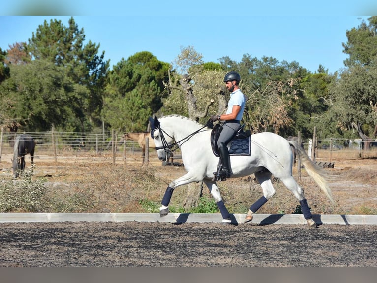 Lusitanos Caballo castrado 7 años 165 cm Tordo in Agua Derramada