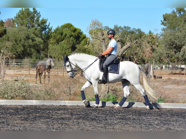 Lusitanos Caballo castrado 7 años 165 cm Tordo in Agua Derramada