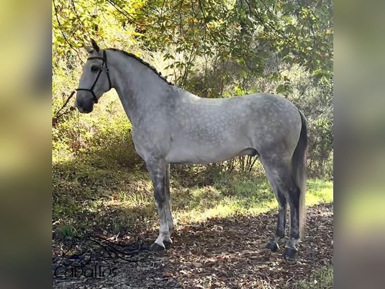 Lusitanos Caballo castrado 7 años 165 cm Tordo in Silleda