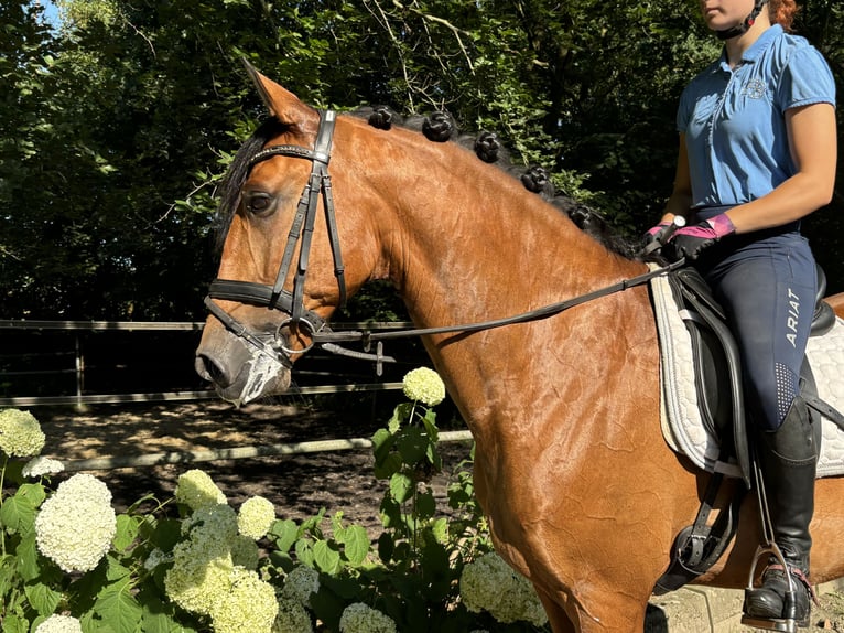 Lusitanos Caballo castrado 7 años 166 cm Castaño in Sottrum