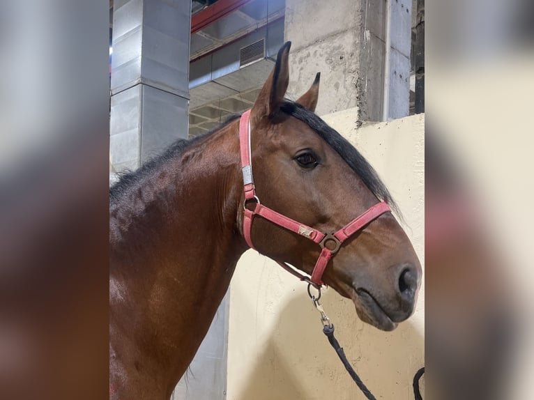 Lusitanos Caballo castrado 7 años 166 cm Castaño in Zaragoza