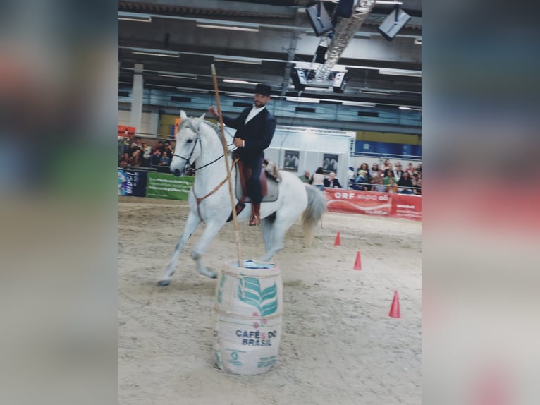 Lusitanos Mestizo Caballo castrado 7 años 168 cm Tordo in Bad Leonfelden