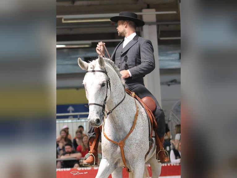 Lusitanos Mestizo Caballo castrado 7 años 168 cm Tordo in Bad Leonfelden