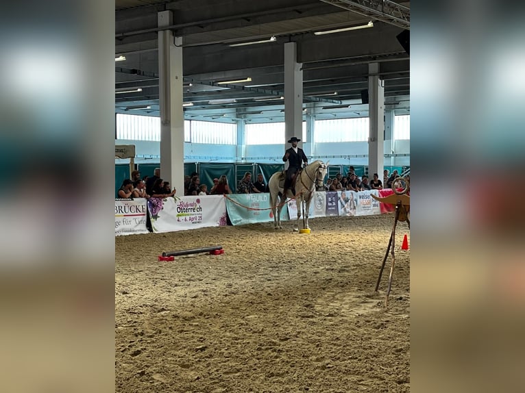 Lusitanos Mestizo Caballo castrado 7 años 168 cm Tordo in Bad Leonfelden