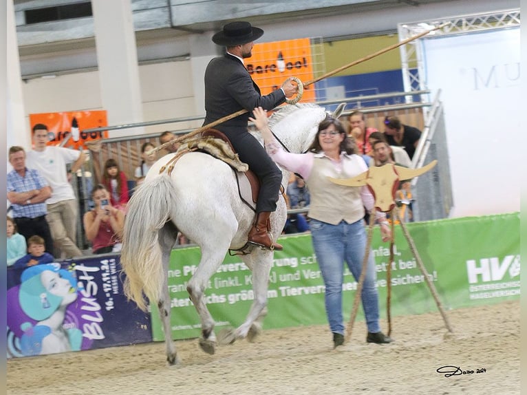 Lusitanos Mestizo Caballo castrado 7 años 168 cm Tordo in Bad Leonfelden