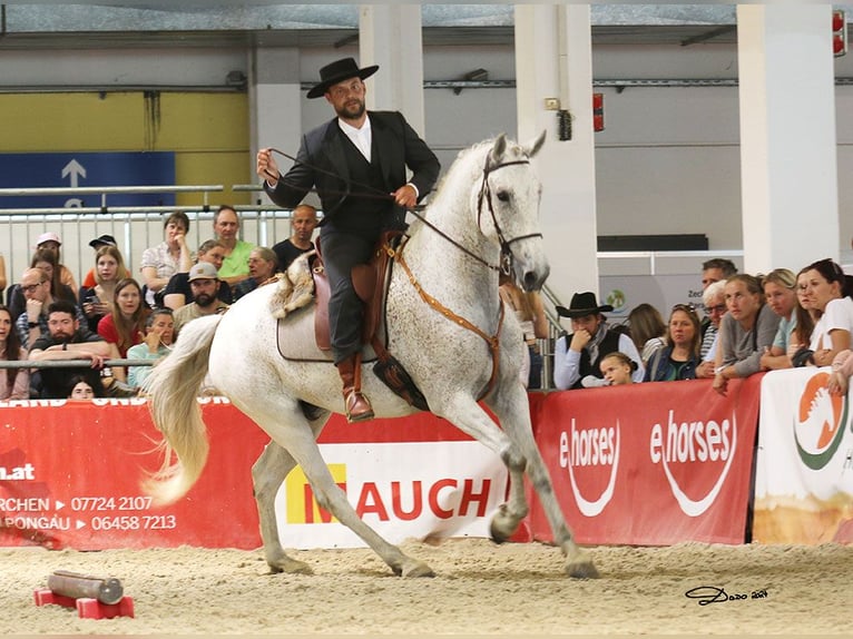 Lusitanos Mestizo Caballo castrado 7 años 168 cm Tordo in Bad Leonfelden