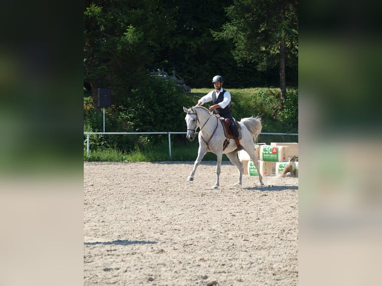 Lusitanos Mestizo Caballo castrado 7 años 168 cm Tordo in Bad Leonfelden