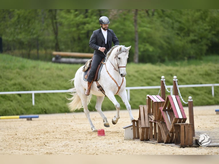 Lusitanos Mestizo Caballo castrado 7 años 168 cm Tordo in Bad Leonfelden