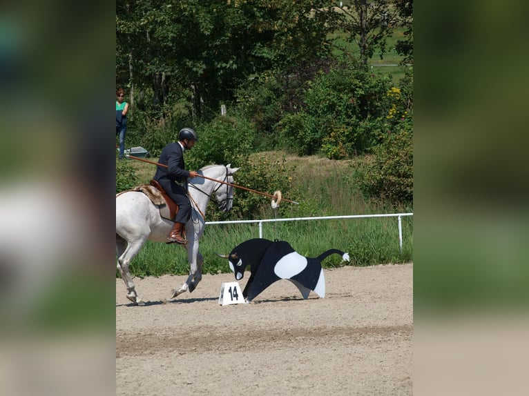 Lusitanos Mestizo Caballo castrado 7 años 168 cm Tordo in Bad Leonfelden