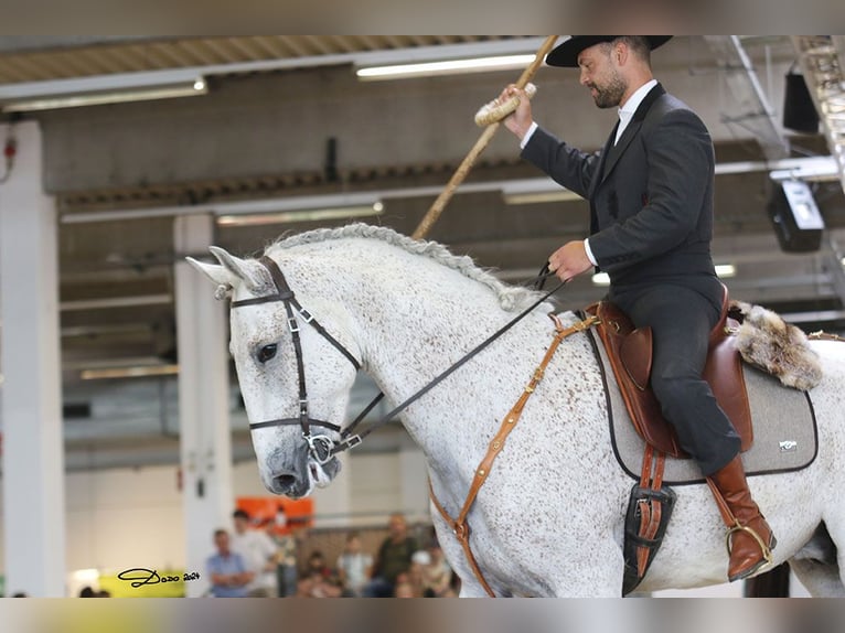 Lusitanos Mestizo Caballo castrado 7 años 168 cm Tordo in Bad Leonfelden