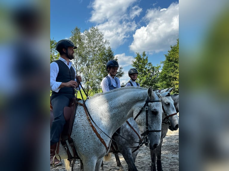 Lusitanos Mestizo Caballo castrado 7 años 168 cm Tordo in Bad Leonfelden