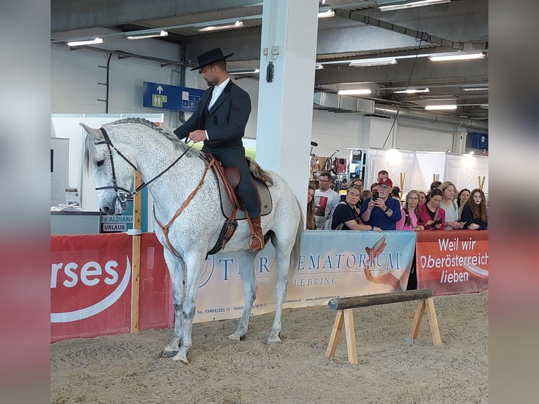 Lusitanos Mestizo Caballo castrado 7 años 168 cm Tordo in Bad Leonfelden