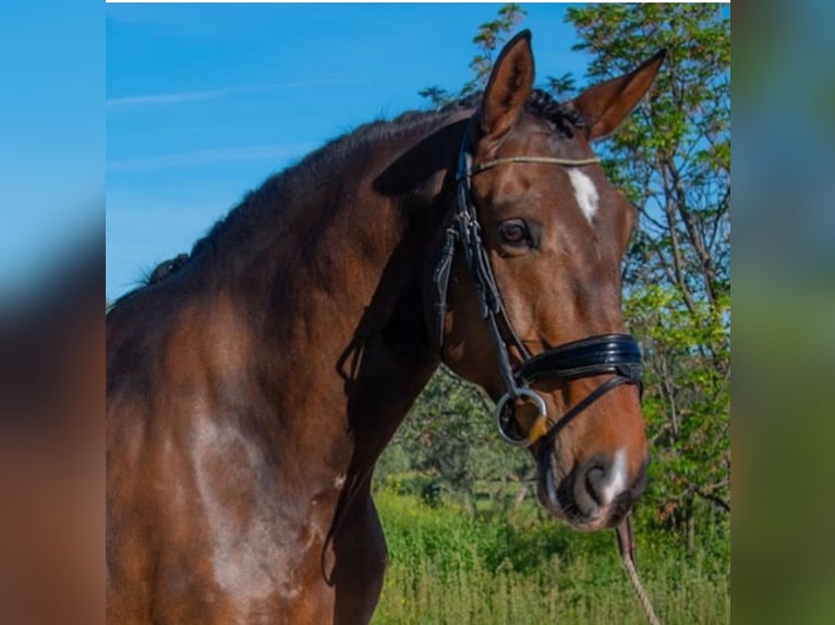 Lusitanos Caballo castrado 7 años 169 cm Castaño oscuro in Martfeld