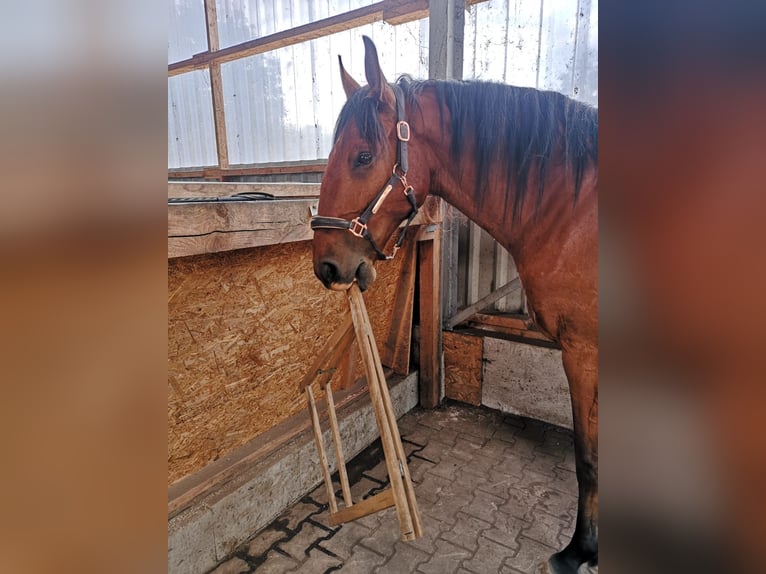 Lusitanos Caballo castrado 7 años 170 cm Castaño in Sassenburg