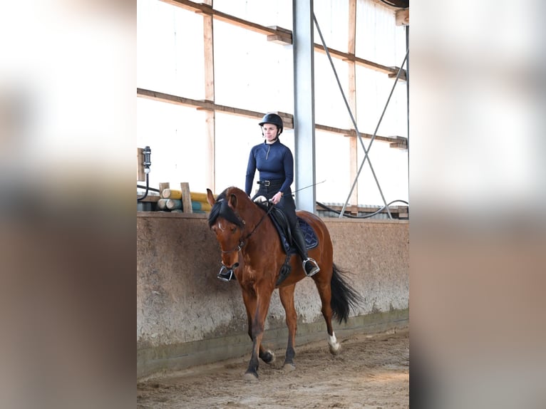 Lusitanos Caballo castrado 7 años 170 cm Castaño in Sassenburg