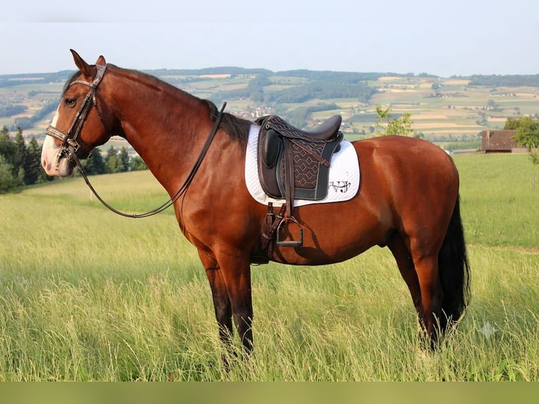 Lusitanos Caballo castrado 7 años 170 cm Castaño in Römerswil LU