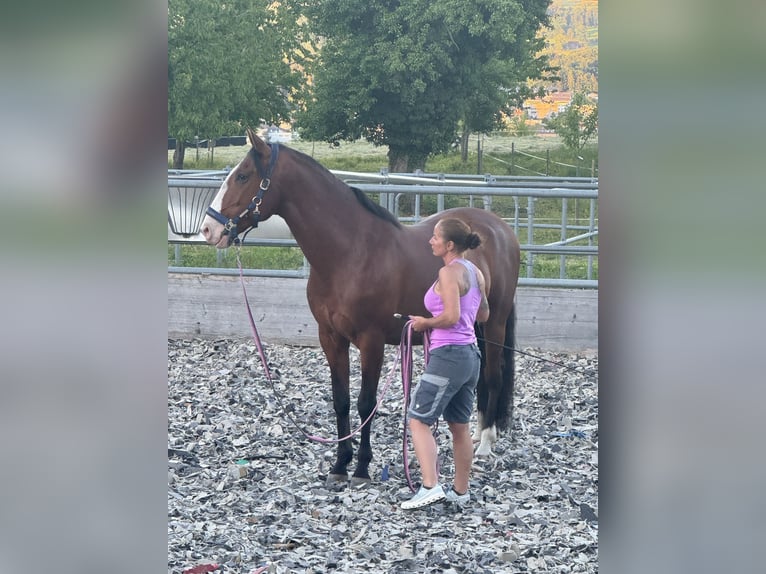 Lusitanos Caballo castrado 7 años 170 cm Castaño in Römerswil LU