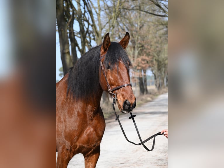 Lusitanos Caballo castrado 7 años 170 cm Castaño in Osloß