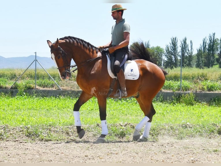 Lusitanos Caballo castrado 7 años 172 cm Castaño in Provinz Granada