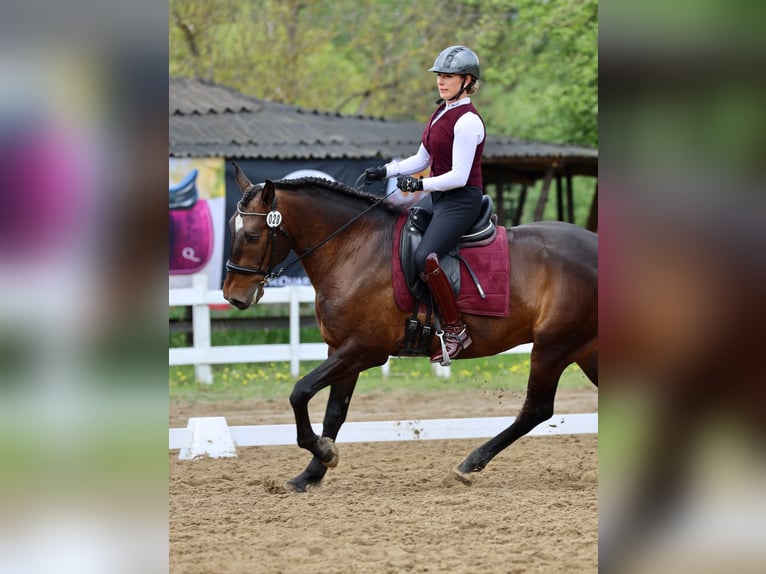 Lusitanos Caballo castrado 7 años Castaño rojizo in Płoniawy Bramura