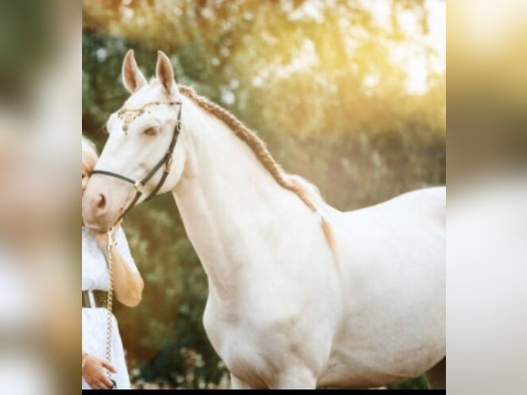 Lusitanos Caballo castrado 8 años 152 cm Cremello in Gerasdorf bei Wien