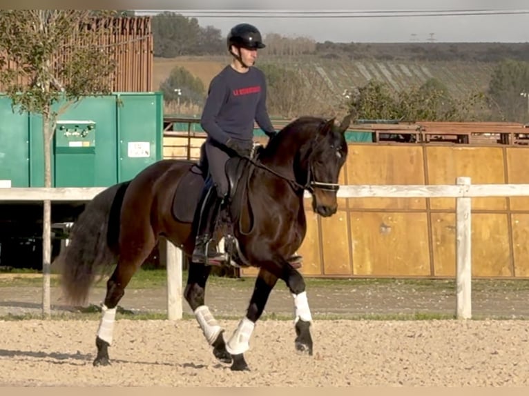 Lusitanos Caballo castrado 8 años 153 cm Castaño oscuro in Vendres