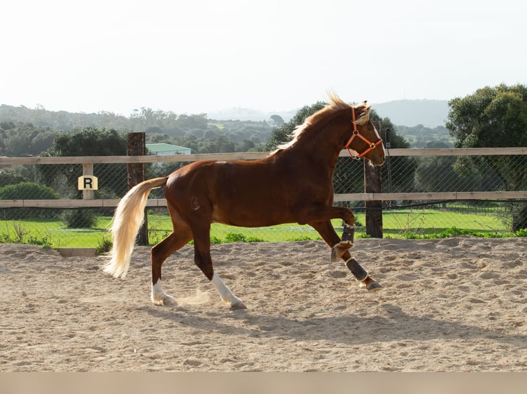 Lusitanos Caballo castrado 8 años 155 cm Alazán in Vejer de la Frontera