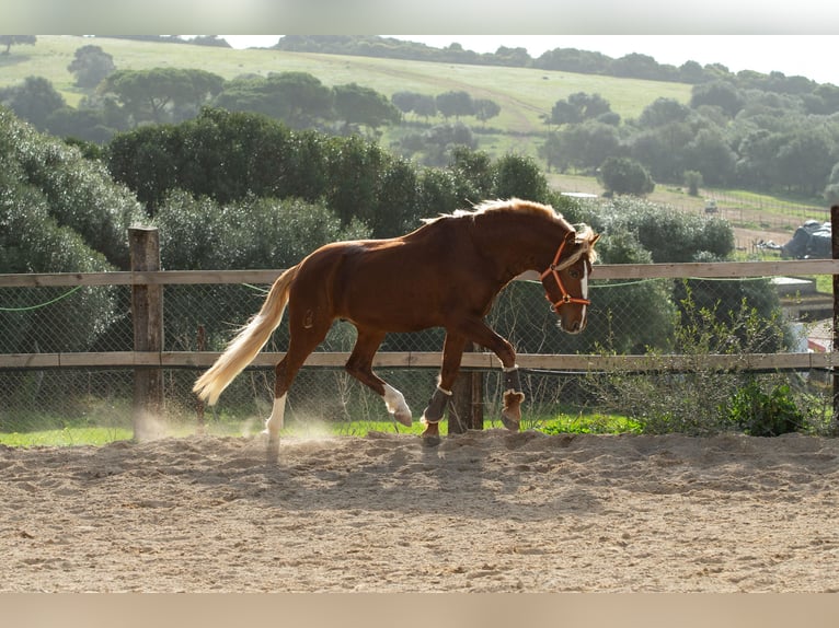 Lusitanos Caballo castrado 8 años 155 cm Alazán in Vejer de la Frontera