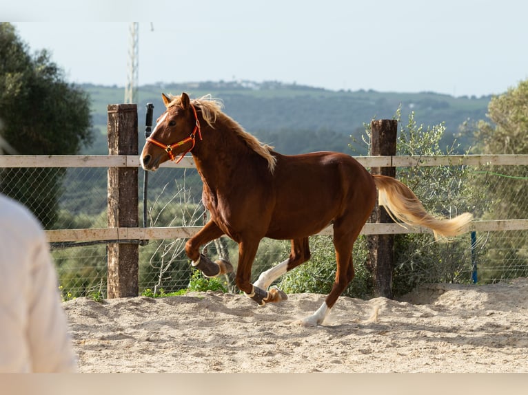 Lusitanos Caballo castrado 8 años 155 cm Alazán in Vejer de la Frontera