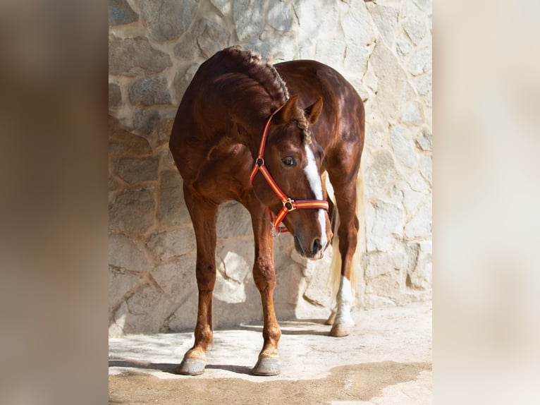 Lusitanos Caballo castrado 8 años 155 cm Alazán in Vejer de la Frontera